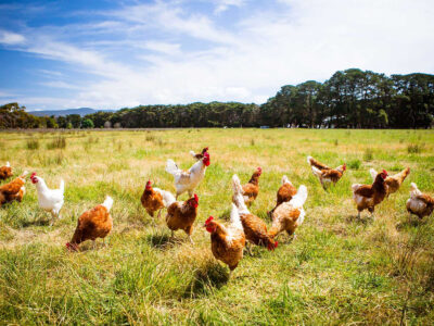 A group of brown and white chickens roam freely on a grassy field under a blue sky with scattered clouds, with a line of trees in the background.