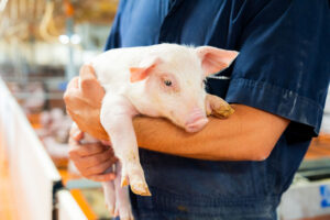 A person in a blue uniform holds a small pink piglet in their arms inside an indoor livestock facility.