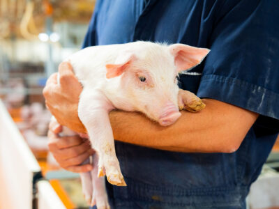 A person in a blue uniform holds a small pink piglet in their arms inside an indoor livestock facility.