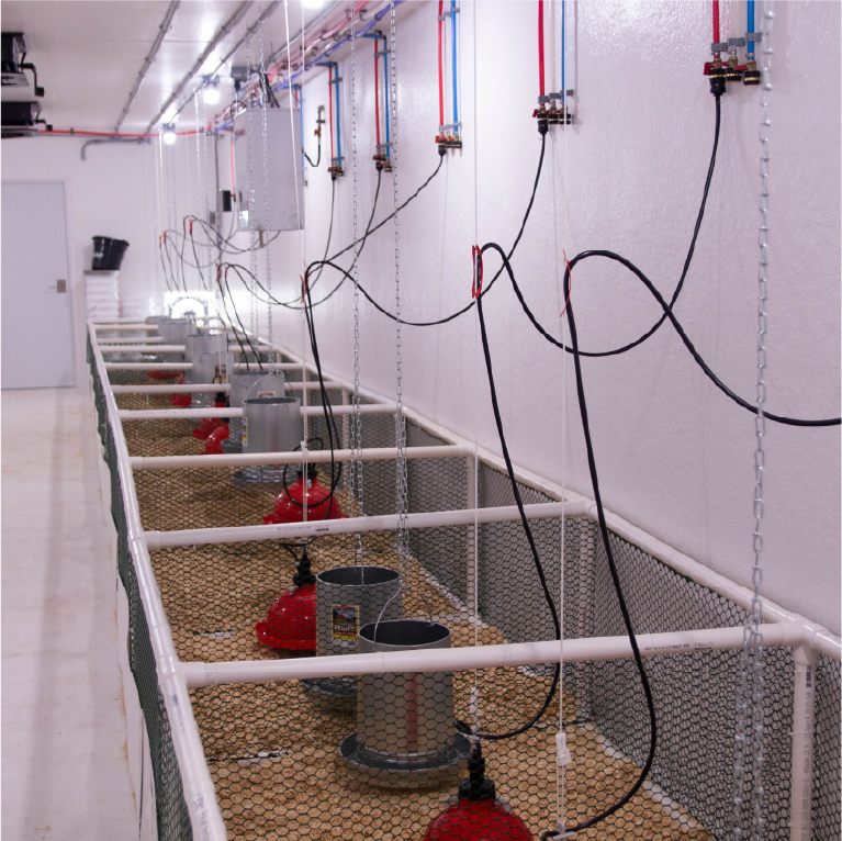 Long rectangular indoor poultry enclosure with several fenced sections, each containing water and feed dispensers, heating lamps, and overhead piping with wires and tubes running along the ceiling and walls.