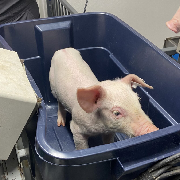 A small pink piglet stands inside a large dark blue plastic bin, looking up. The scene appears to be in a clinical or laboratory setting. Parts of two people are visible near the bin.