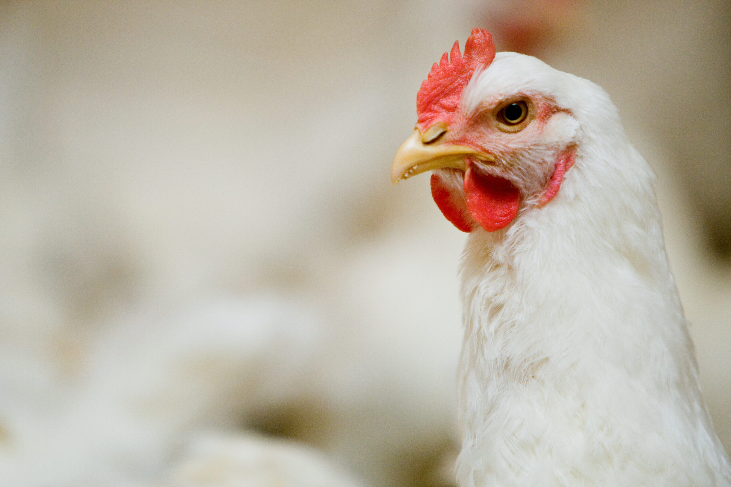 A close-up of a white chicken with a red comb and wattles, facing left. The background is blurred, showing more white chickens in soft focus.