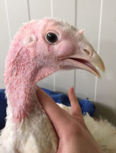 A close-up of a white turkey’s head and neck, showing pink skin and a curved beak, with a person’s hand gently holding the bird against a light-colored, paneled background.