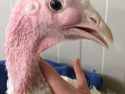 A close-up of a white turkey’s head and neck, showing pink skin and a curved beak, with a person’s hand gently holding the bird against a light-colored, paneled background.