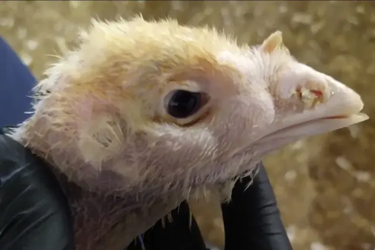 Close-up of a young bird, possibly a turkey or chicken, with light-colored feathers and a pale beak, being gently held by a person wearing a black glove.