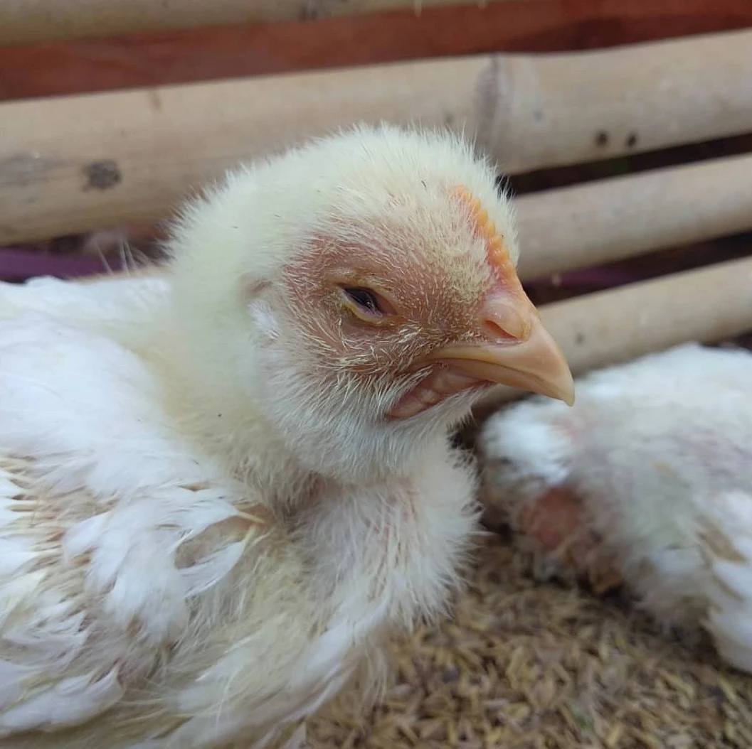 A close-up of a white chick with slightly ruffled feathers and a half-closed eye, sitting on a bed of grains in front of bamboo sticks. Another chick is partially visible in the background.