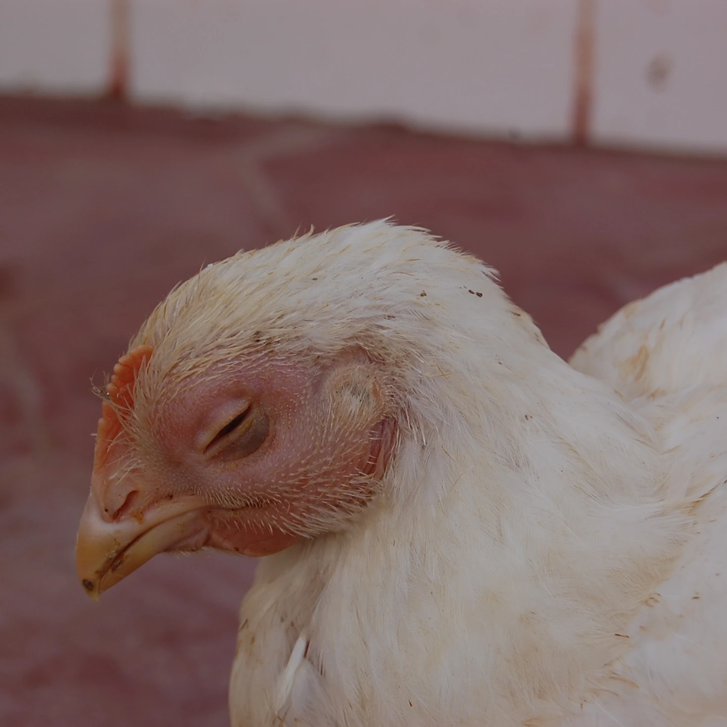 A close-up of a white chicken with its eyes closed, appearing to be resting or sleeping, against a blurred background.