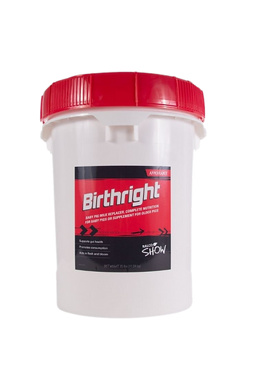 A white plastic container with a red lid labeled "Birthright for Show Animals" in black and red, this product is a baby pig milk replacer and supplement specially formulated for club pigs.