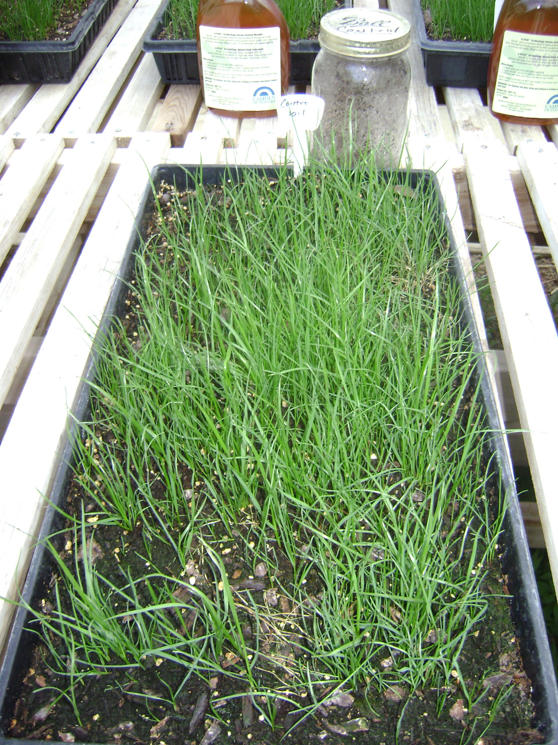 A black tray filled with young, thin green onion seedlings growing in soil. The tray is on a wooden surface near a glass jar and brown bottles in the background.