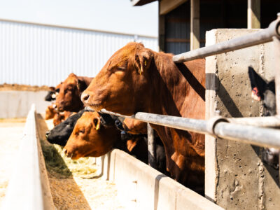 Several brown cows stand side by side in a feeding trough inside a sunlit cattle pen, eating feed with a barn and metal fence visible in the background.