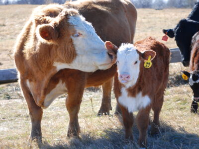 A brown and white cow nuzzles a brown and white calf with a yellow ear tag numbered 23 in a sunny pasture, while other cows graze nearby.