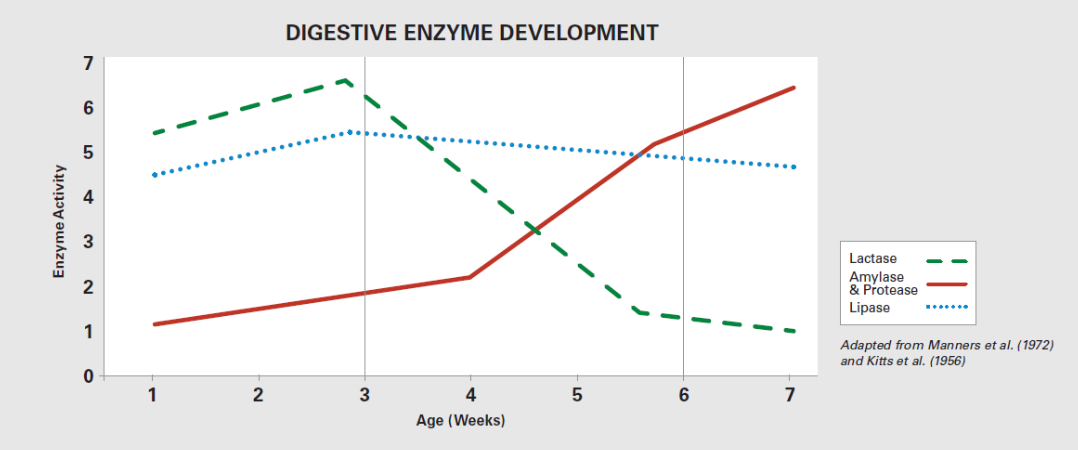 Line graph showing enzyme activity over 7 weeks. Lactase (green, dashed) decreases; amylase & protease (blue, dotted) rises then plateaus; lipase (red, solid) increases throughout. Enzyme activity is on the y-axis, age in weeks on the x-axis.