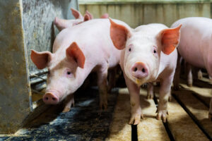 Several young pink pigs stand closely together on a slatted floor inside a barn or indoor pen, looking towards the camera. The environment appears clean but industrial.