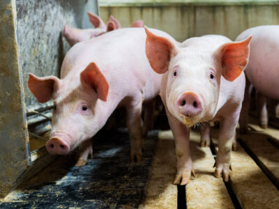 Several young pink pigs stand closely together on a slatted floor inside a barn or indoor pen, looking towards the camera. The environment appears clean but industrial.