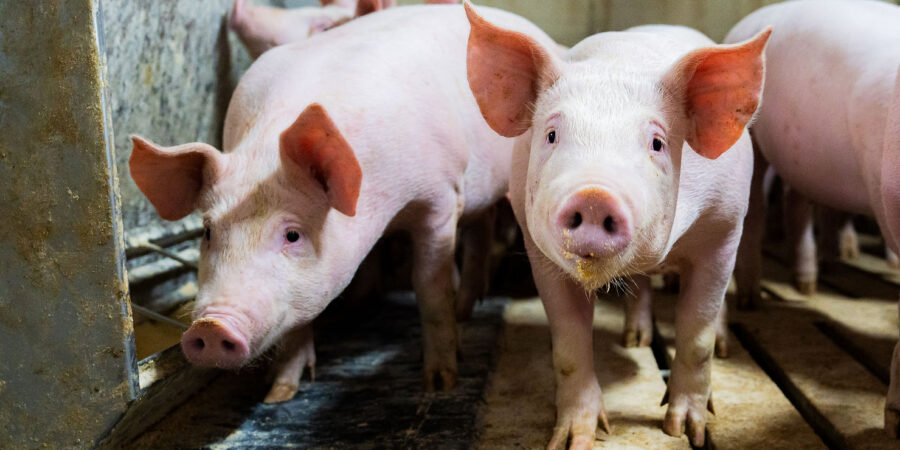Several young pink pigs stand closely together on a slatted floor inside a barn or indoor pen, looking towards the camera. The environment appears clean but industrial.