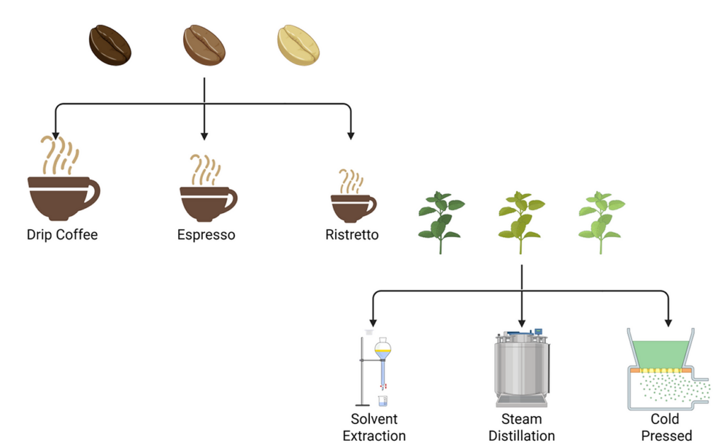 A diagram shows coffee beans leading to drip coffee, espresso, and ristretto, and plants leading to solvent extraction, steam distillation, and cold pressed processes.