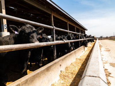 A group of black cows stand in a long, covered feeding area next to a fenced concrete trough on a sunny day, with open farmland visible in the background.