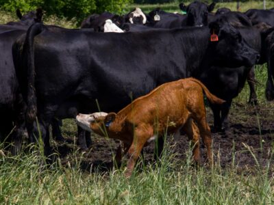 A brown calf nurses from its mother among a group of black cows in a grassy pasture on a sunny day.