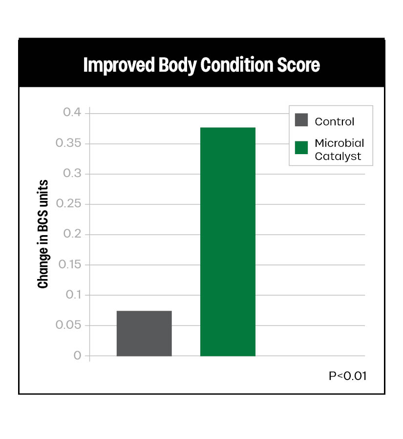 Bar graph showing change in body condition score (BCS) units. The control group has a small increase (~0.07), while the microbial catalyst group has a larger increase (~0.35). P<0.01 indicates statistical significance.