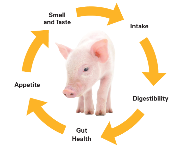 A piglet surrounded by a circular flow chart with arrows labeled: Smell and Taste, Intake, Digestibility, Gut Health, and Appetite, illustrating a cycle related to animal nutrition or health.