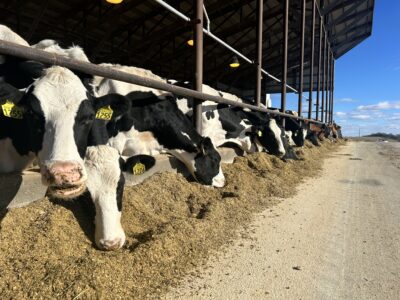 A row of black-and-white dairy cows with yellow ear tags eat hay under a large open-sided barn on a sunny day. The cows are lined up next to a dirt path with blue sky in the background.