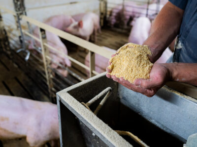 A person holds a pile of animal feed over a container in a pig pen, with several pigs visible in the background behind a metal fence.