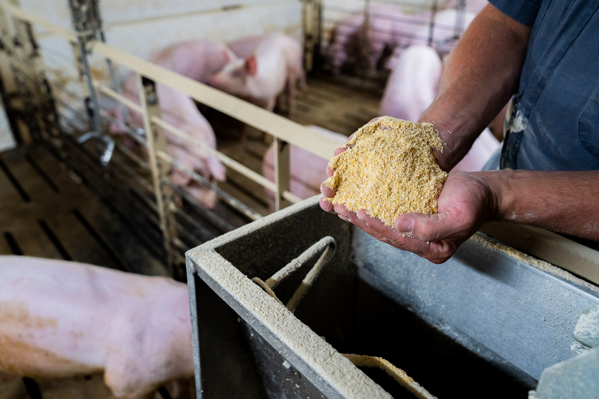 A person holds a pile of animal feed over a container in a pig pen, with several pigs visible in the background behind a metal fence.