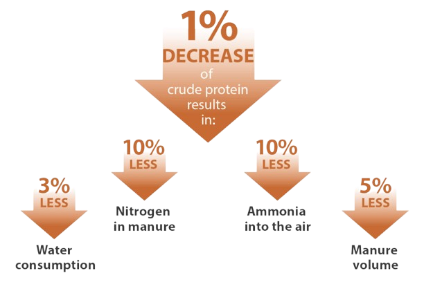 Infographic showing that a 1% decrease in crude protein leads to 3% less water consumption, 10% less nitrogen in manure, 10% less ammonia into the air, and 5% less manure volume.