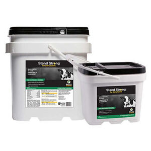 Two white plastic containers with black lids and handles are labeled "Stand Strong for Dairy Calves," featuring a cow image and product details on the front.