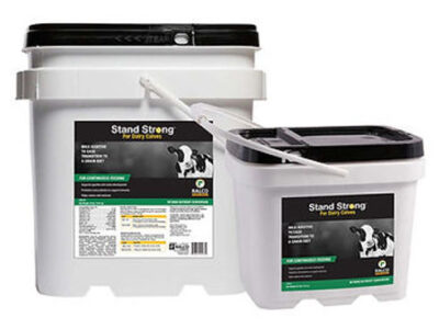 Two white plastic containers with black lids and handles are labeled "Stand Strong for Dairy Calves," featuring a cow image and product details on the front.