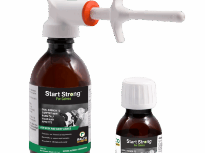 Two brown Start Strong for Calves bottles are shown—one with a white dosing syringe, the other with a white cap. Both feature labels displaying images of calves and green-highlighted text.