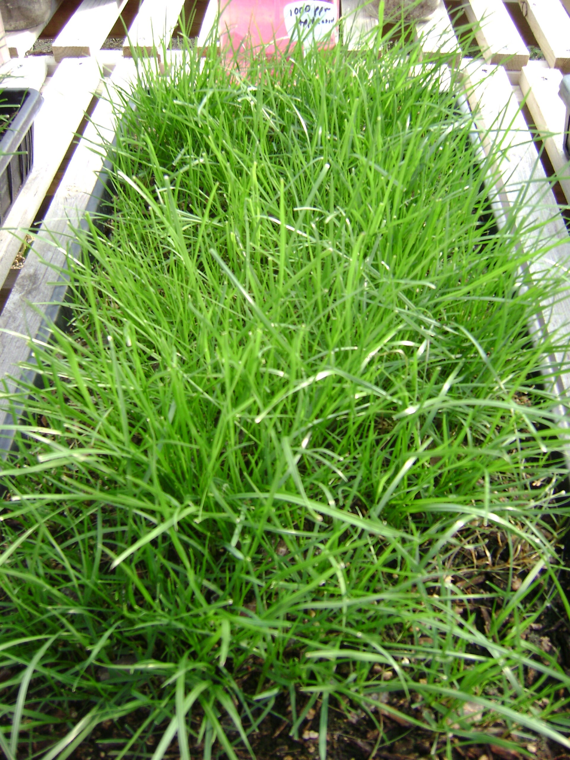 A close-up view of healthy, green grass seedlings growing densely in a rectangular tray on a wooden slatted surface.