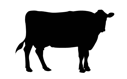 A black silhouette of a cow standing and facing to the right, with its tail slightly raised and ears distinct against a plain white background.