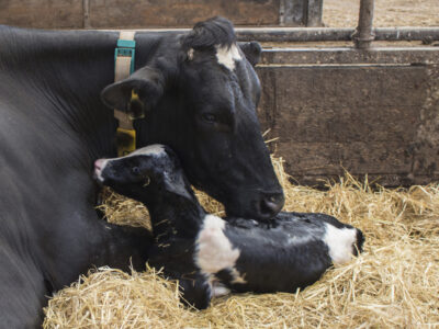 A black and white cow lying on straw licks a newborn calf, also black and white, that is lying close beside her in a barn.