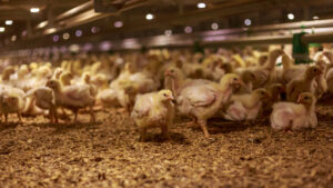 A large group of yellow chicks stand and walk on wood shavings inside a brightly lit indoor poultry farm. The environment appears crowded with many chicks in the background.