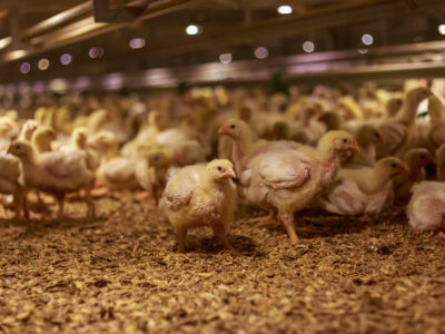 A large group of yellow chicks stand and walk on wood shavings inside a brightly lit indoor poultry farm. The environment appears crowded with many chicks in the background.