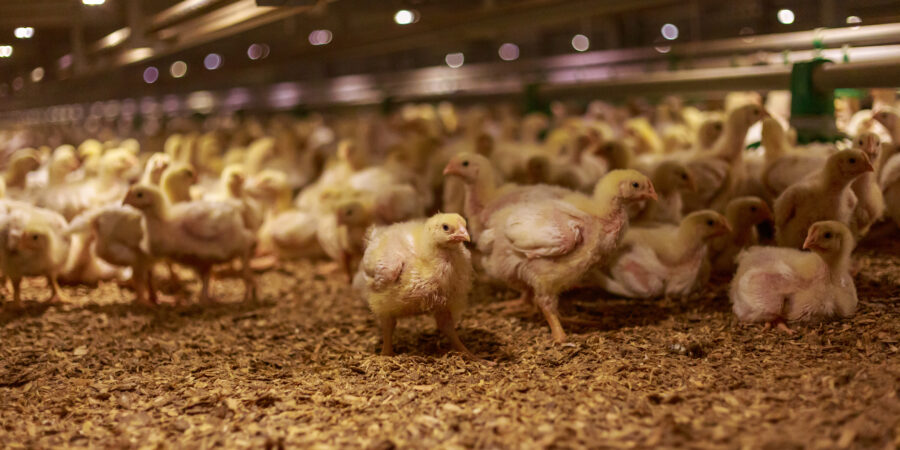 A large group of yellow chicks stand and walk on wood shavings inside a brightly lit indoor poultry farm. The environment appears crowded with many chicks in the background.