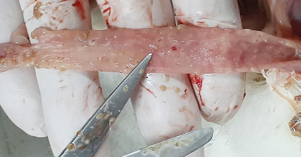 Gloved hands hold a thin, pinkish tissue strip with visible lesions and bumps while scissors point toward it, suggesting a medical or veterinary examination.