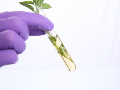 A gloved hand holds a test tube containing a yellow liquid and green leaves, suggesting a scientific experiment with plants.