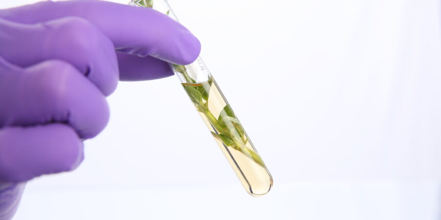 A gloved hand holds a test tube containing a yellow liquid and green leaves, suggesting a scientific experiment with plants.