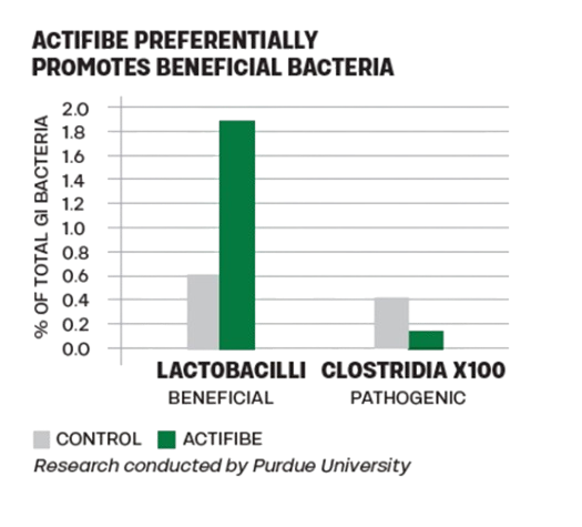 Bar graph showing that Actifibe increases beneficial Lactobacilli bacteria to about 2% of total GI bacteria, while reducing pathogenic Clostridia X100 compared to the control group. Research by Purdue University.