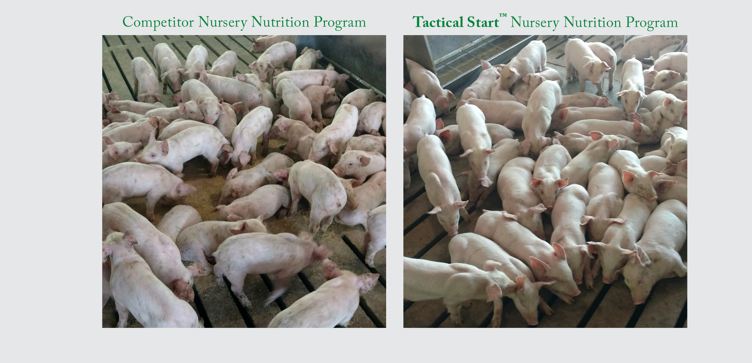 Side-by-side photos of piglets: left group appears smaller and more crowded (Competitor Nursery Nutrition Program), right group appears larger and healthier (Tactical Start Nursery Nutrition Program). Both groups are eating in pens.