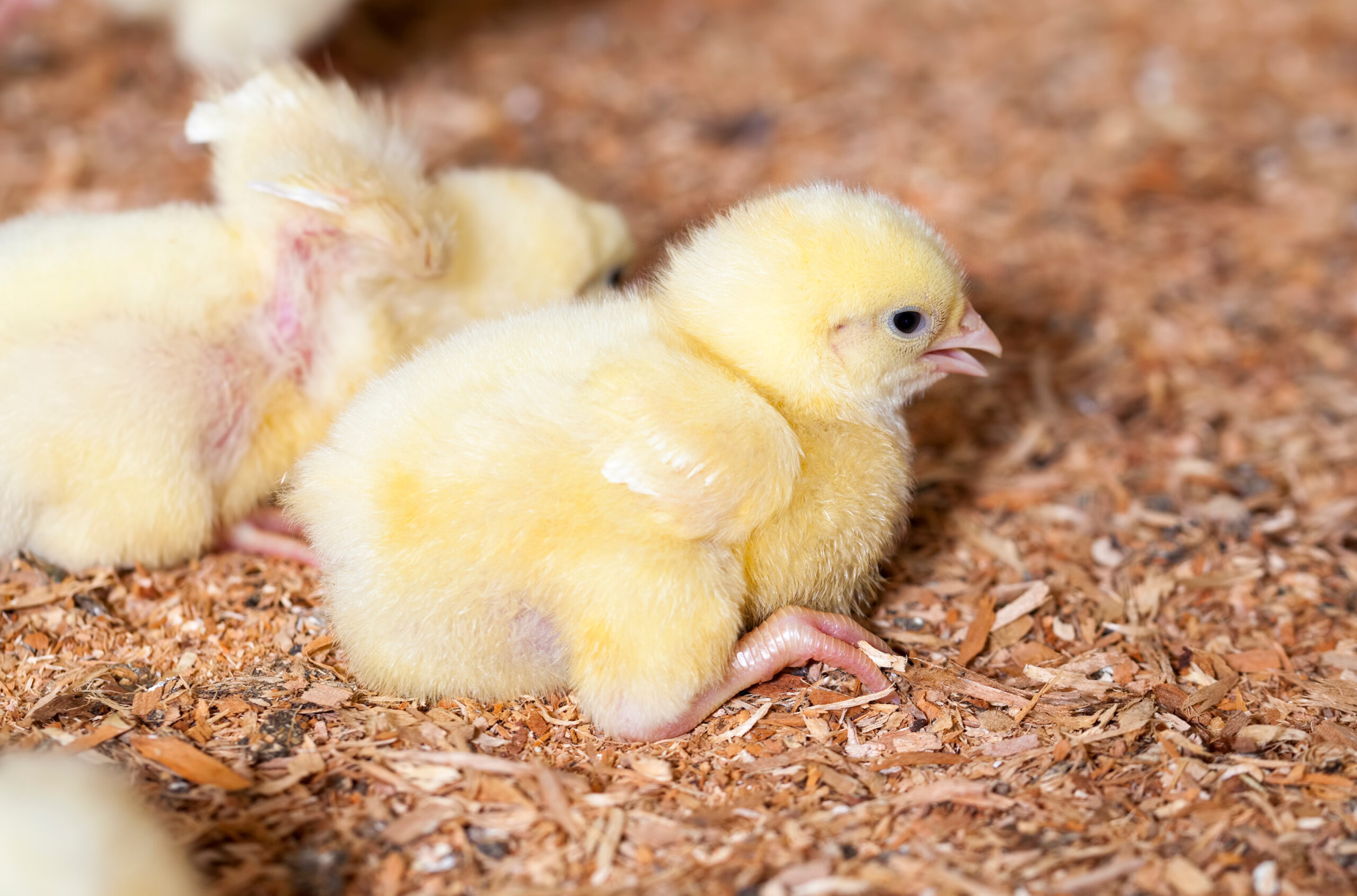 A fluffy yellow chick sits on wood shavings, looking to the right. Another chick is partially visible behind it, and the background is filled with more wood shavings.