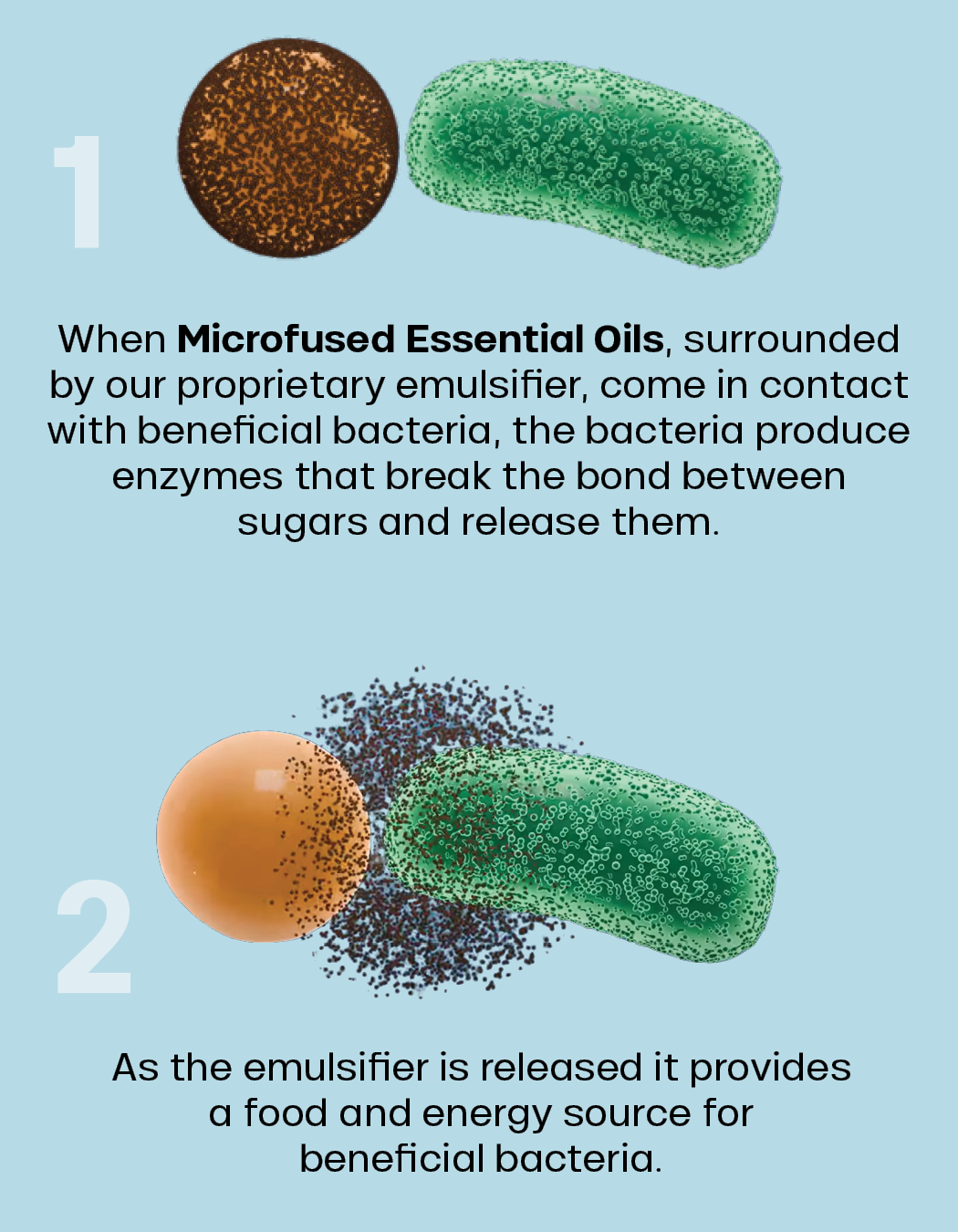 Illustration with two steps: 1) A brown sphere (emulsifier) next to a green bacterium, with text about microfused essential oils helping bacteria release enzymes. 2) Emulsifier breaking apart near bacteria, providing food for bacteria.