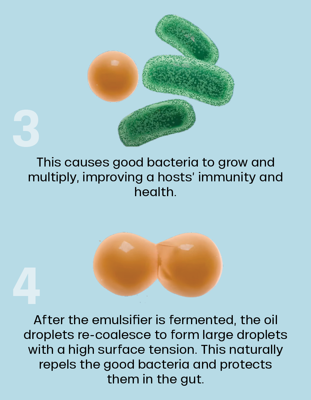 Illustration showing green bacteria and orange droplets with text explaining how growing good bacteria improves immunity and how oil droplets re-coalesce, repelling good bacteria and protecting them in the gut.