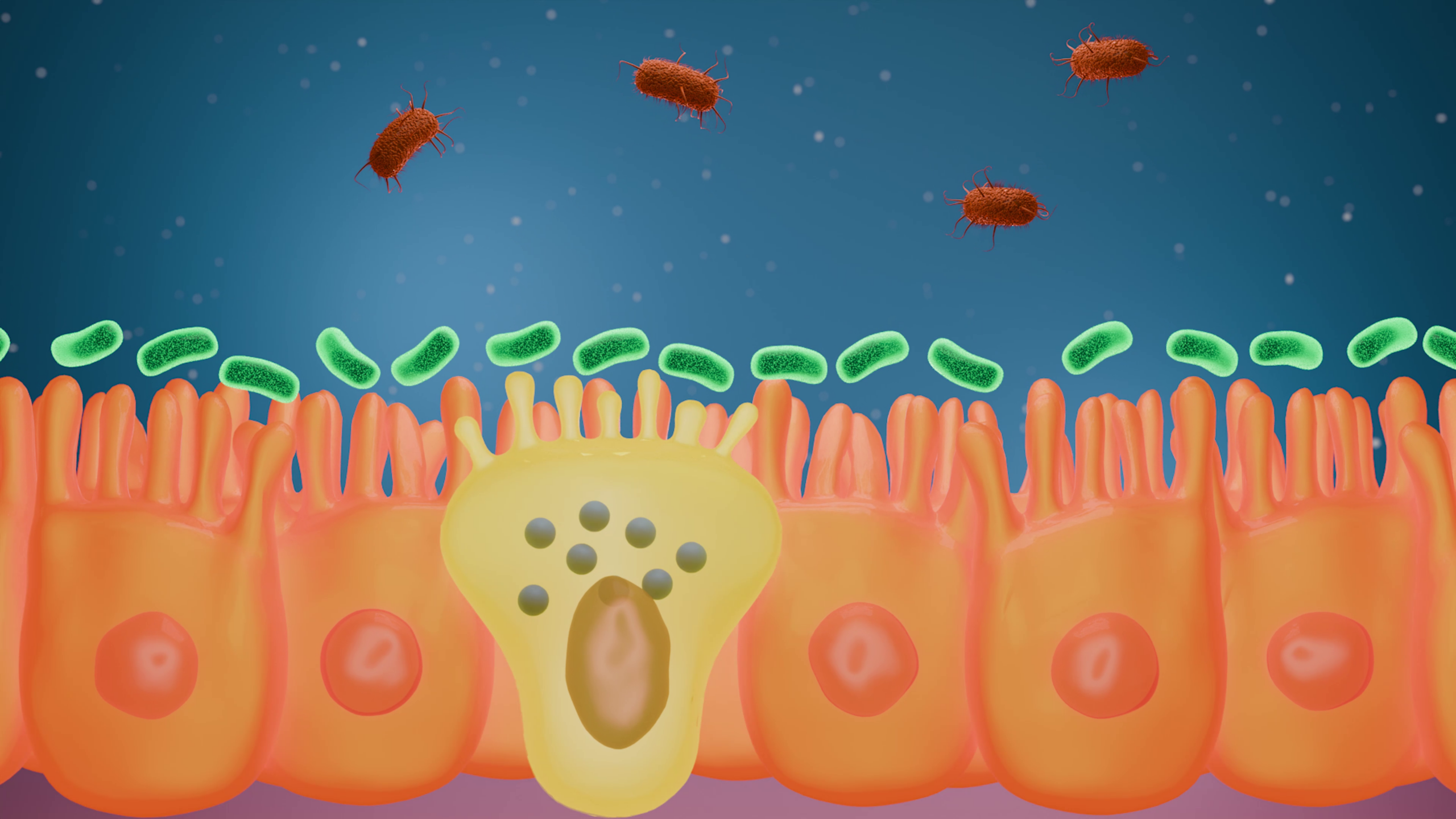 Illustration of orange intestinal cells with villi, a yellow goblet cell releasing mucus, and green and red bacteria above the cell layer against a blue background.