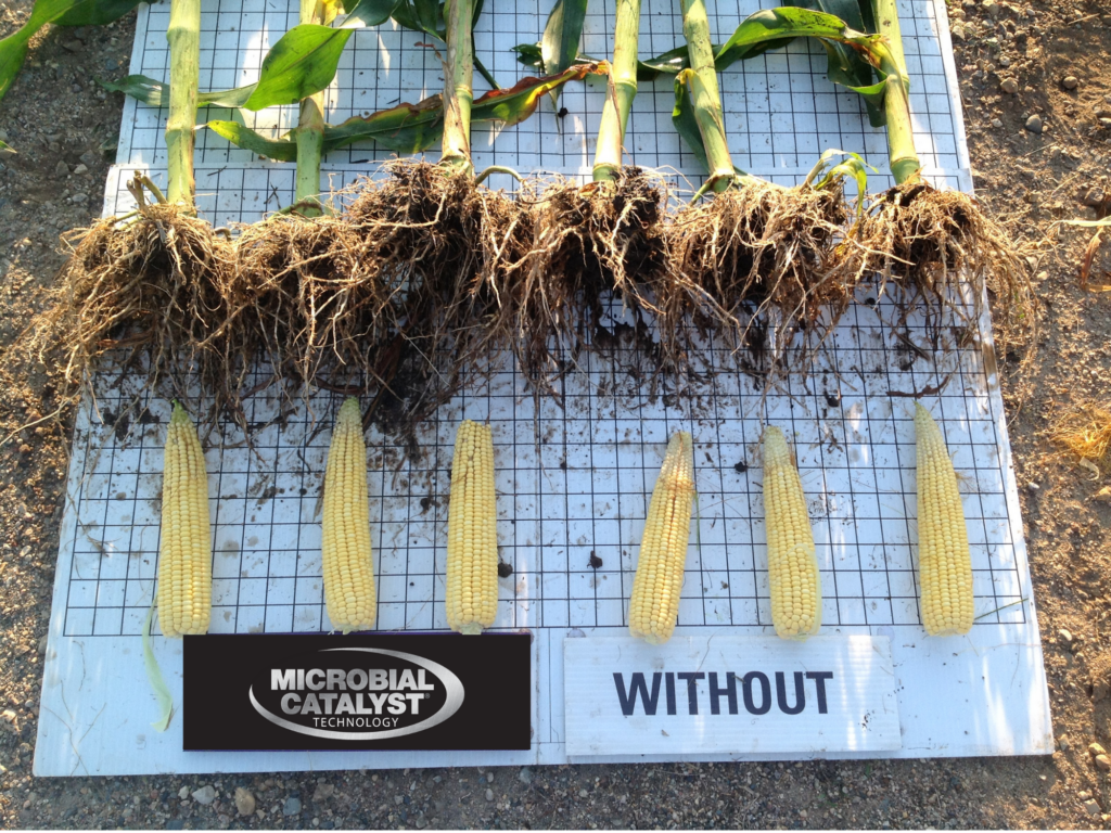 Six corn plants with roots displayed on a grid, each with an ear of corn below. The corn is labeled "WITHOUT MICROBIAL CATALYST TECHNOLOGY," indicating the absence of this technology in the crop.