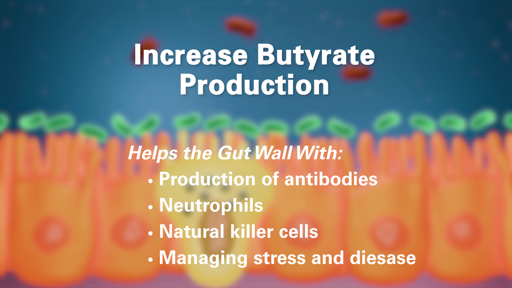 Text reads: "Increase Butyrate Production. Helps the Gut Wall With: Production of antibodies, Neutrophils, Natural killer cells, Managing stress and disease." Background shows stylized gut cells and bacteria.