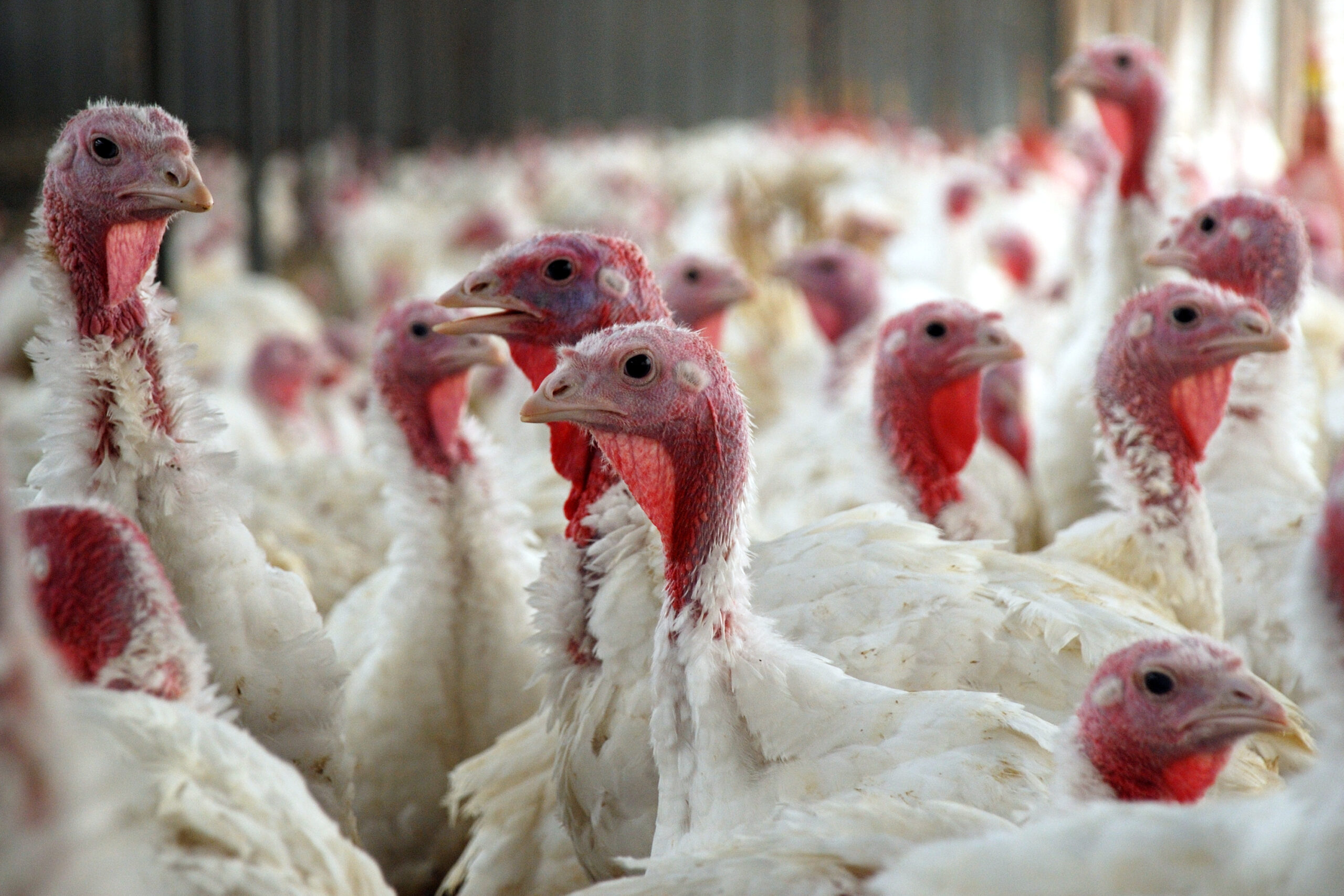 A large group of white turkeys with red wattles crowded together inside a barn or poultry facility.