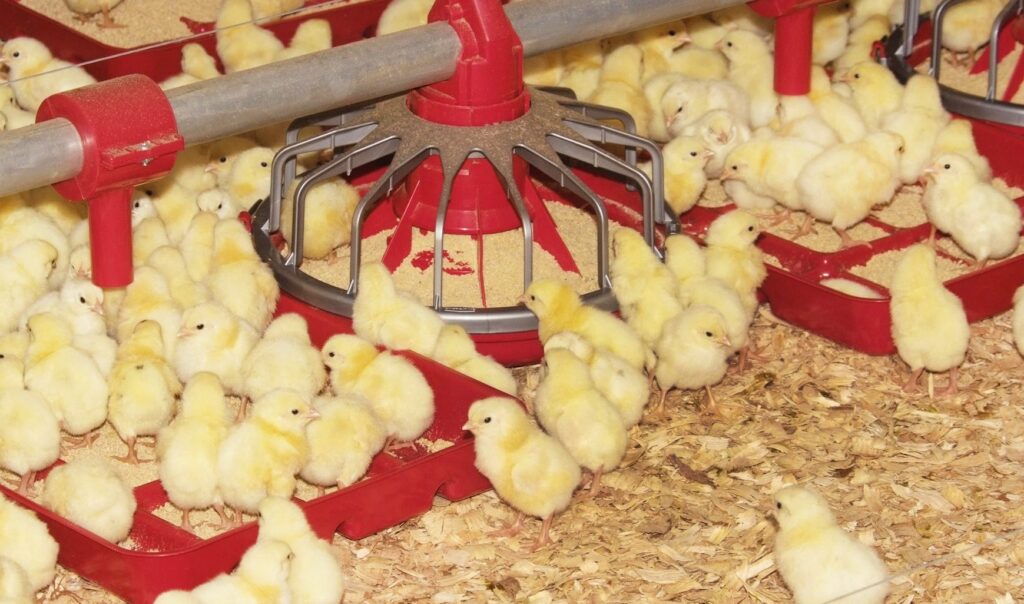 A group of yellow chicks gather around red feeding trays filled with grain in a poultry farm, standing on a bed of wood shavings.